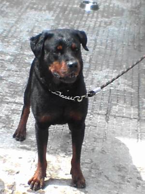 MY DOG